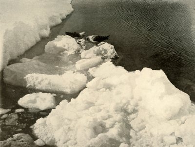 アイスエッジでのスクアカモメ、c1908、1909。 作： Unbekannt