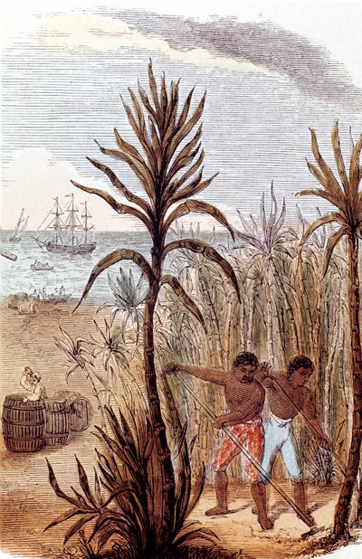 西インド諸島でサトウキビを栽培する奴隷、1852年 作： Unbekannt