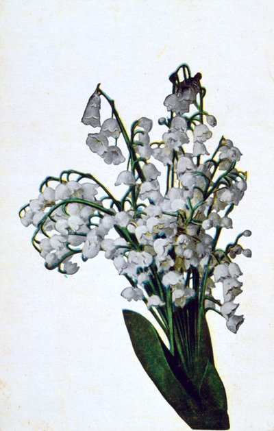 スノードロップ、フランスの花のポストカード、c1900 作： Unbekannt