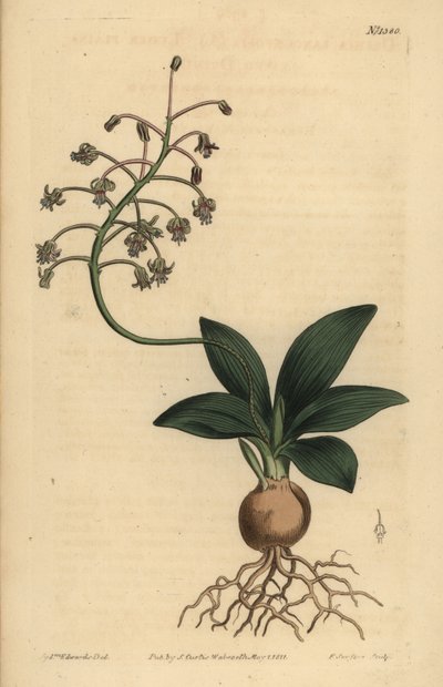南インドのスクイル、Ledebouria revoluta（小平原のドリミア、Drimia lanceaefolia 作： Unbekannt