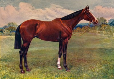 スペアミント、c1905 c1910 作： Unbekannt