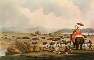 インドのスポーツ-象をケッダに追い込む、c1808、1901。 作： Unbekannt