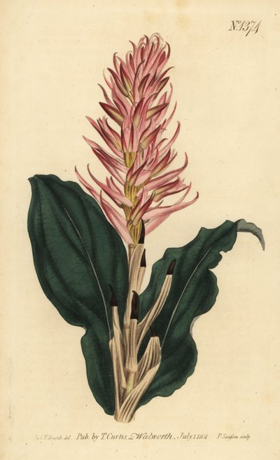 Stenorrhynchos speciosum orchid (Red-flowered neottia, Neottia speciosa) 作： Unbekannt