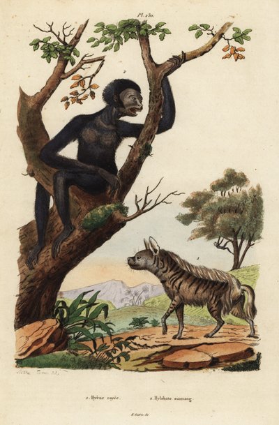 シマハイエナ（Hyaena hyaena）1、サイアマン（Symphalangus syndactylus）、絶滅危惧種2 作： Unbekannt