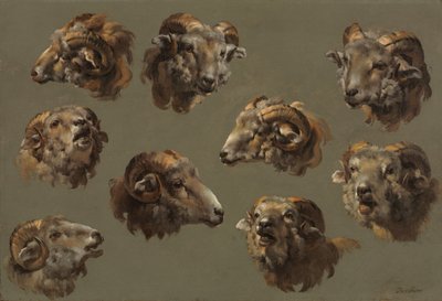 ラムヘッドの研究、1700年代。 作： Unbekannt