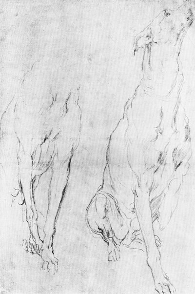 リッチモンド公爵の肖像画におけるグレイハウンドの研究、c1634 1900 作： Unbekannt