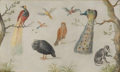 鳥と猿の研究、16601670。 作： Unbekannt