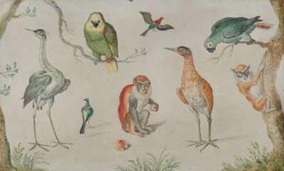 鳥とサルの研究、16601670。 作： Unbekannt