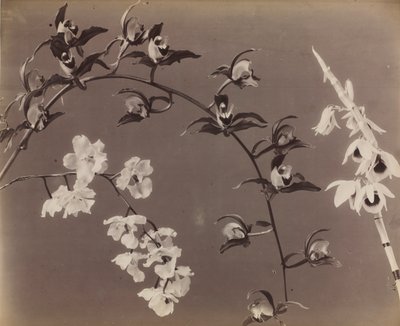 蘭の研究c。 1870年代。 作： Unbekannt