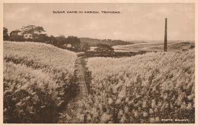 Arrowトリニダードのサトウキビ、c1900 作： Unbekannt