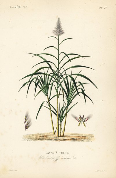 サトウキビ、Saccharum officinarum、Canne a sucre 作： Unbekannt