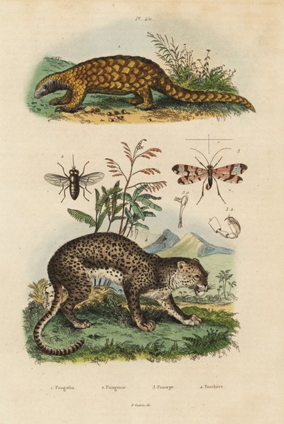 スンダ・パンゴリン（Manis javanica）、準絶滅危惧種1、ヒョウ（Panthera pardus）4、ウマバエ（Tabanus rostratus）3、サソリバエ（Panorpa communis）3 作： Unbekannt