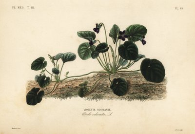 スイートバイオレットまたはガーデンバイオレット、Viola odorata、Violette odorante 作： Unbekannt