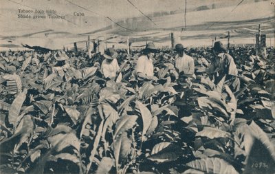 日よけの下のタバコ。日よけタバコ-キューバ、c1900 作： Unbekannt