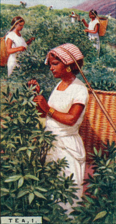 お茶、1-葉を抜く、セイロン、1928 作： Unbekannt