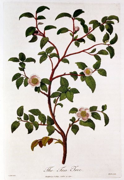 茶: Camellia sinensis の枝、1798 年 作： Unbekannt