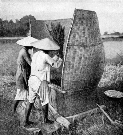 アンナムの稲刈りと脱穀の方法、ベトナム、アンナム、1922年 作： Unbekannt