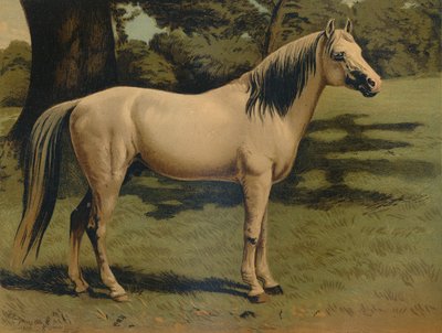 ホープグラント将軍のアラブポニーチャージャー、c1879。 作： Unbekannt