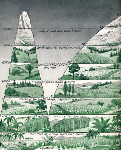 植生の異なるゾーン、1935 作： Unbekannt