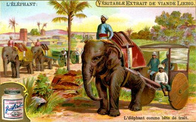ドラフト動物としての象、c1900 作： Unbekannt