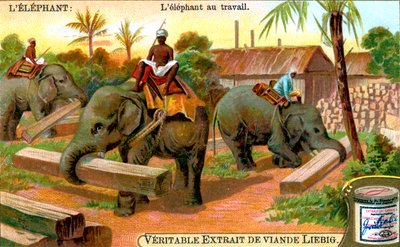 Elephant at Work、c1900 作： Unbekannt