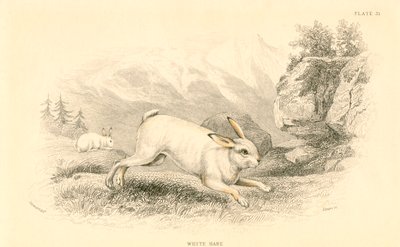 野うさぎ座europaeus、1828 作： Unbekannt