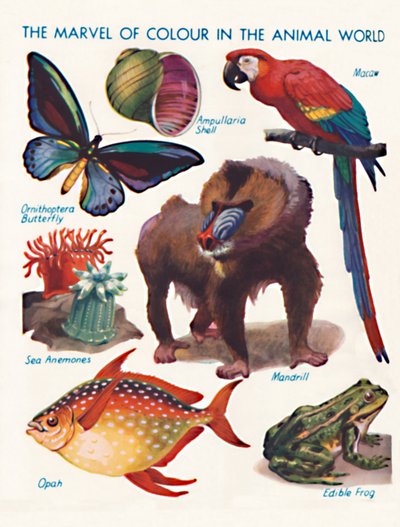動物の世界における色の驚異、1935 作： Unbekannt