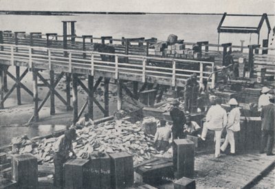 真珠養殖産業-パッキンシェル、1923年。 作： Unbekannt