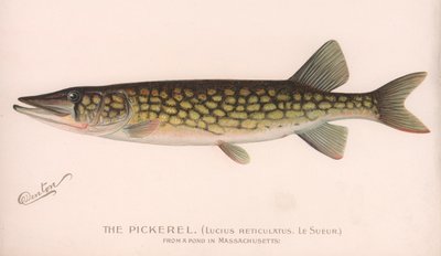 ピクレルLucius Reticulatus。 Le Sueur。、1920年代 作： Unbekannt