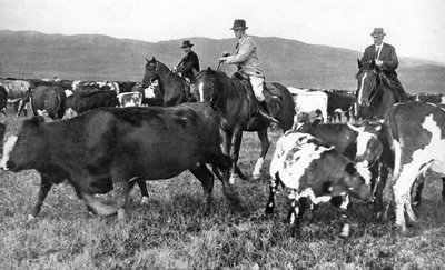 プリンスオブウェールズ、カナダのアルバータ州で牛を切り上げるc1930年代 作： Unbekannt