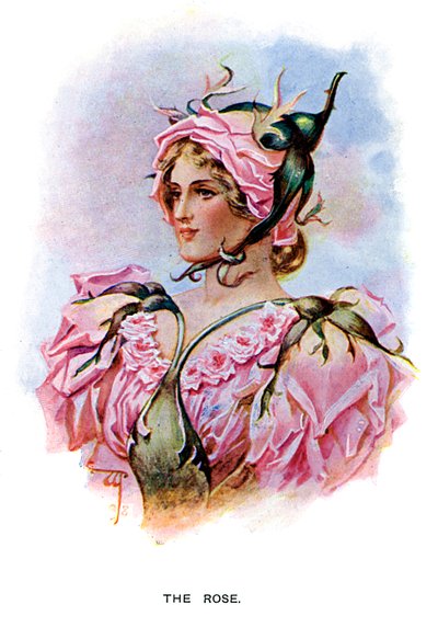 バラ、1899年 作： Unbekannt