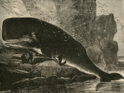 マッコウクジラ、1882年。 作： Unbekannt