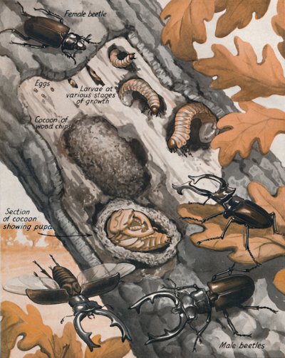 最大のイギリスのカブトムシの物語、1935 作： Unbekannt