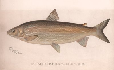 ホワイトフィッシュCoregonus Clupeiformis、1920年代頃 作： Unbekannt