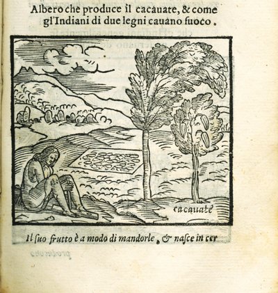 カカオの木。 ジローラモ・ベンツーニ作『新世界の歴史』より、1563 年。 作： Unbekannt