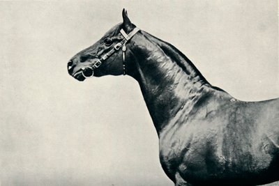 サラブレッド競走馬の頭、ラジウム、c1910 作： Unbekannt