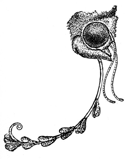 蛾の蘭の花粉と悲惨なトランスケイ、1862 作： Unbekannt