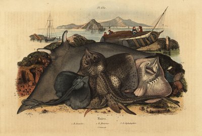 Thornback ray, Raja clavata 1, Lusitanian cownose ray, Rhinoptera marginata 2, and giant devil ray, Mobula mobular 3は、絶滅の危機に瀕しています。 作： Unbekannt