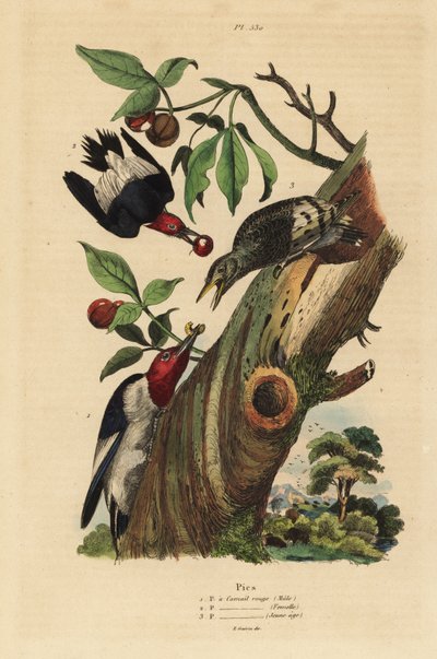 3本足のキツツキ（Picoides tridactylus）のオス、メス、そして巣の外にいる幼鳥 作： Unbekannt