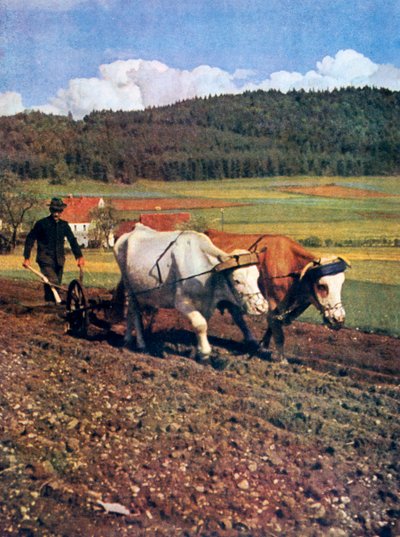 ティリング、ドイツ、1943 作： Unbekannt