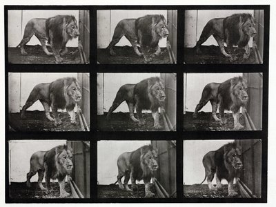 ライオンが檻の中を歩き回る様子を撮影したタイムラプス写真 作： Unbekannt