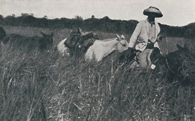 パンパスの旅、1916 作： Unbekannt