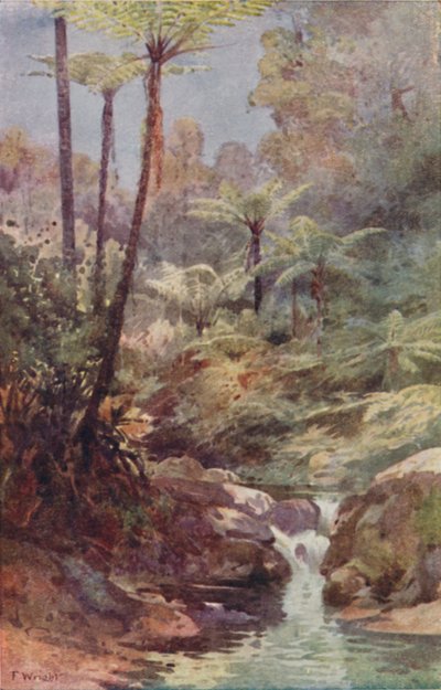 ツリーファーンズ、1923。 作： Unbekannt