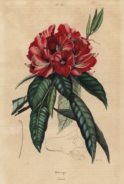 ツリーシャクナゲ、Rhododendron arboreum 作： Unbekannt