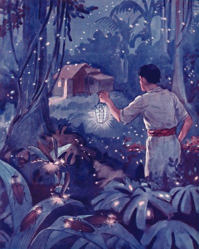 光のダンスポイントとしての熱帯ホタル、1935 作： Unbekannt