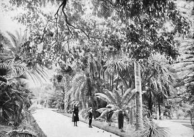 植物園の熱帯ヤシの木とシダ、c1900。 作： Unbekannt