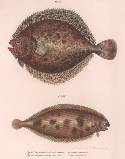 Turbot、Rhombus maximus、Common Sole Solea vulgaris、c.1850s 作： Unbekannt