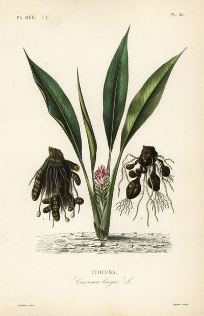 ウコンまたはウコン、Curcuma longa、Curcuma 作： Unbekannt
