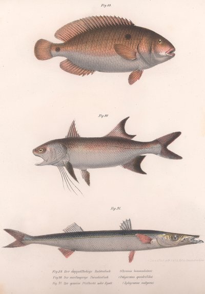 2スポットBimaculus、African Redfin、Common Barracuda、c.1850s 作： Unbekannt
