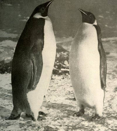 2つの皇帝ペンギン、c1908、1909。 作： Unbekannt